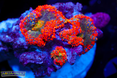 Cluster Firework Rainbow Mushrooms