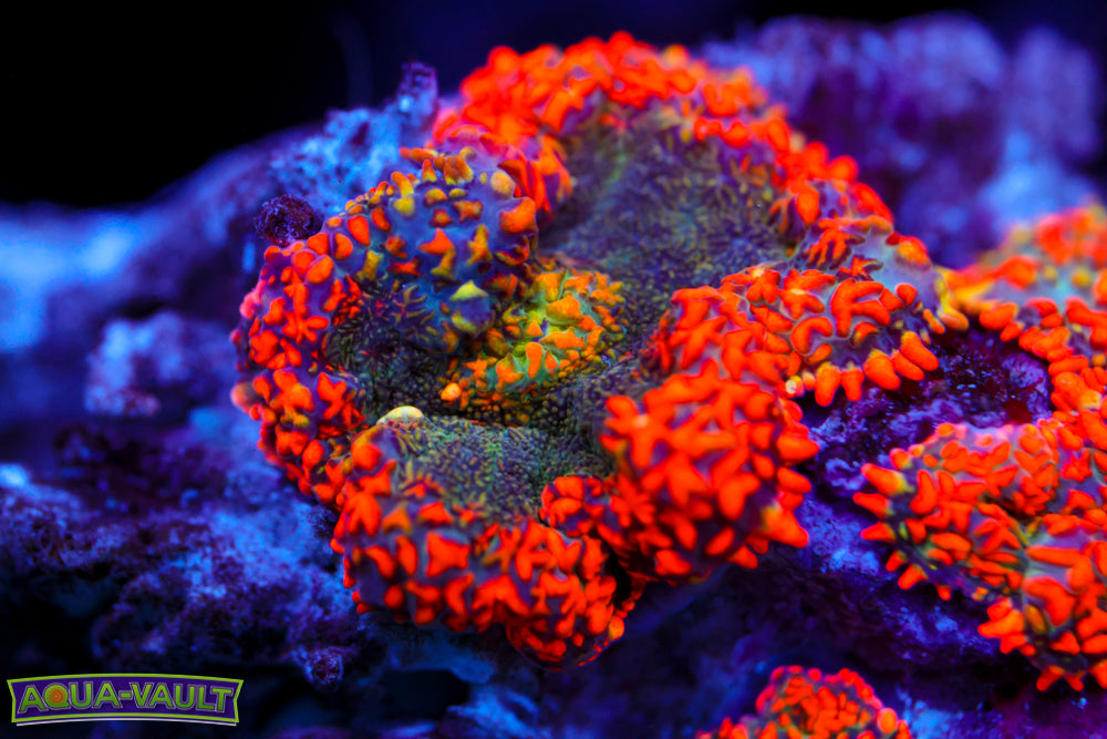 Cluster Firework Rainbow Mushrooms