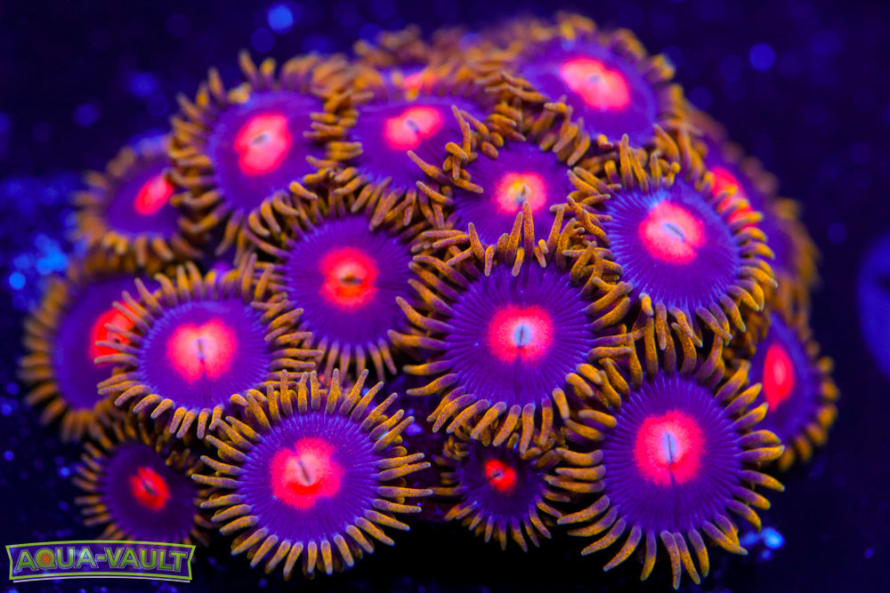 CV Blow Pops Zoa