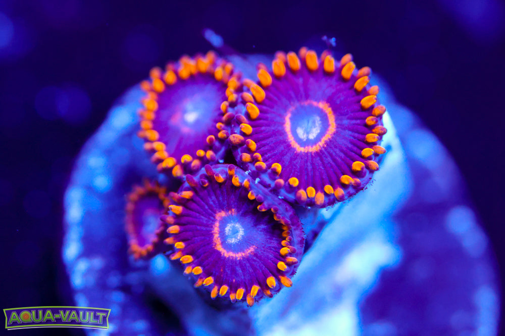 Blue Hornet Zoa