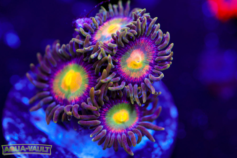 OG Laser Lemon Zoa