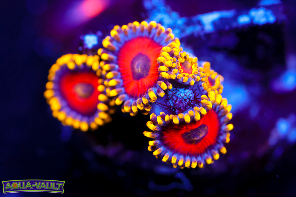 Eagle Eyes Zoa
