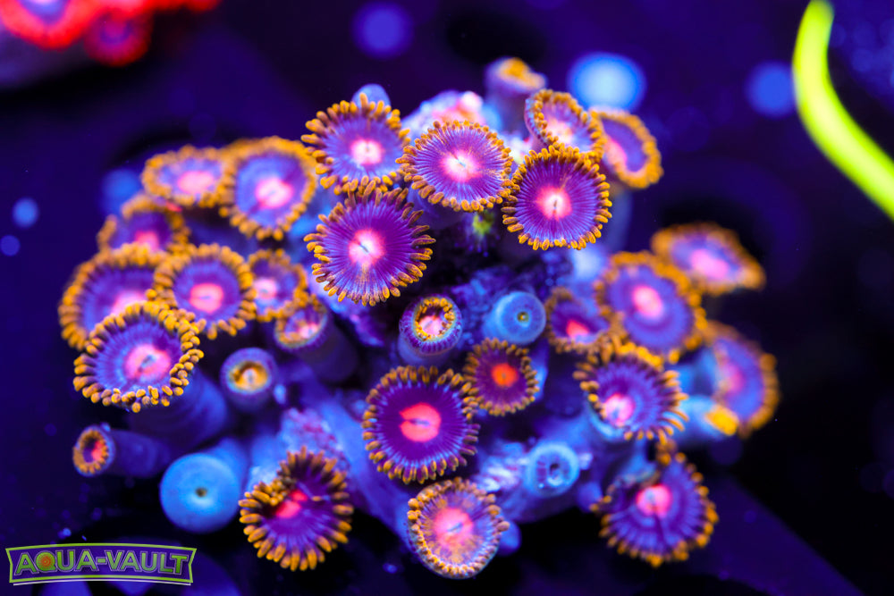 CV Blow Pop Zoa Colony