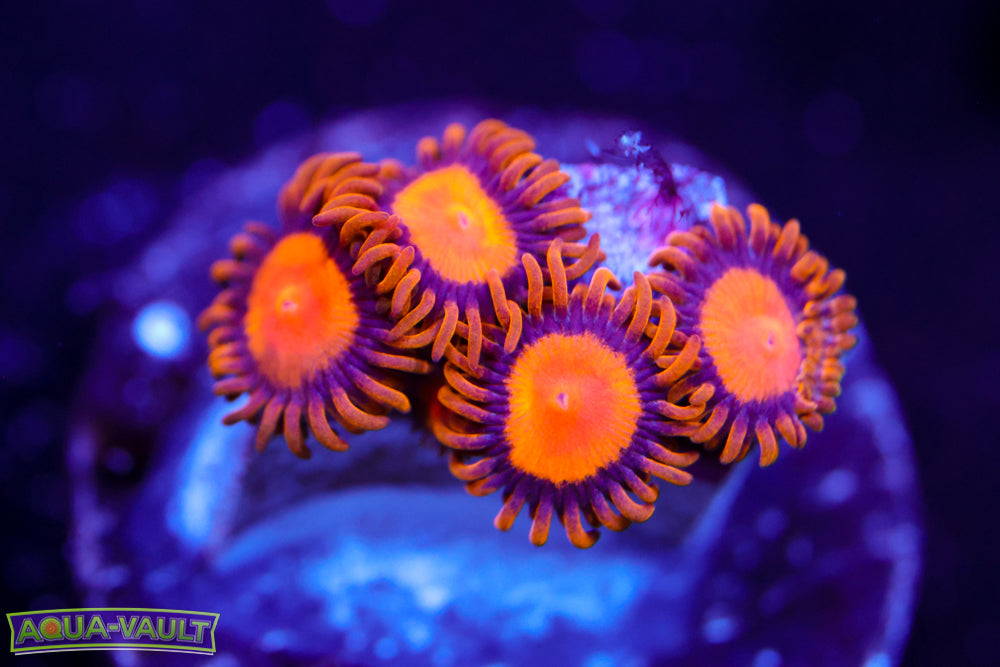 King Midas Zoa