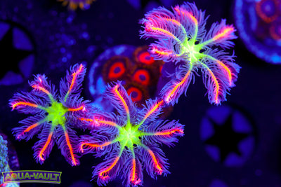 Big R Fireworks Clove Polyps