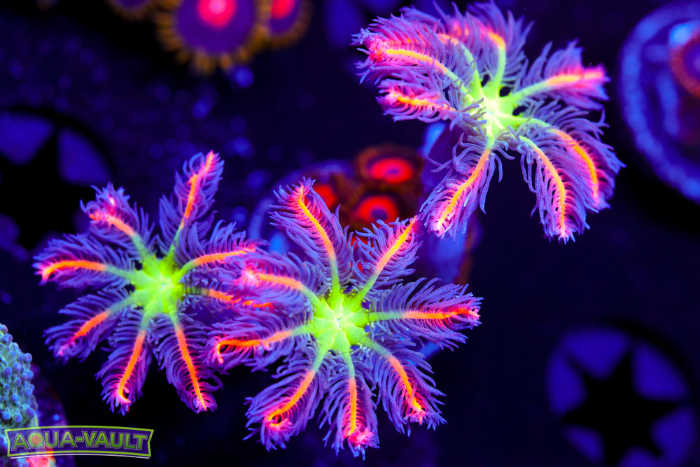 Big R Fireworks Clove Polyps