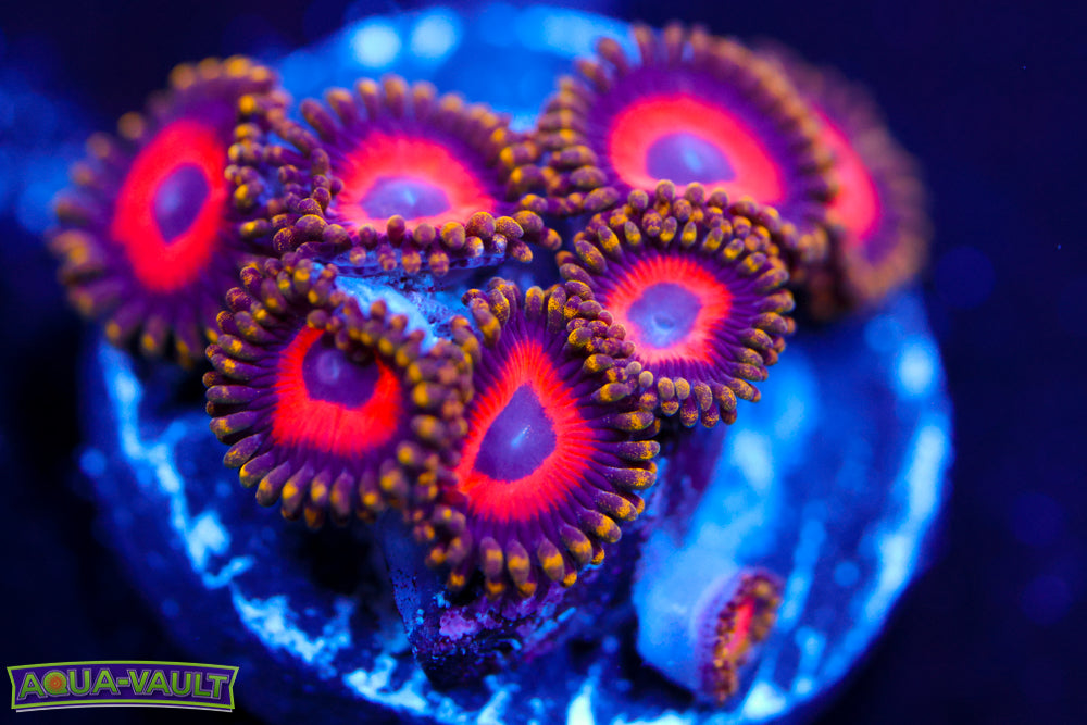 Eagle Eyes V2 Zoa