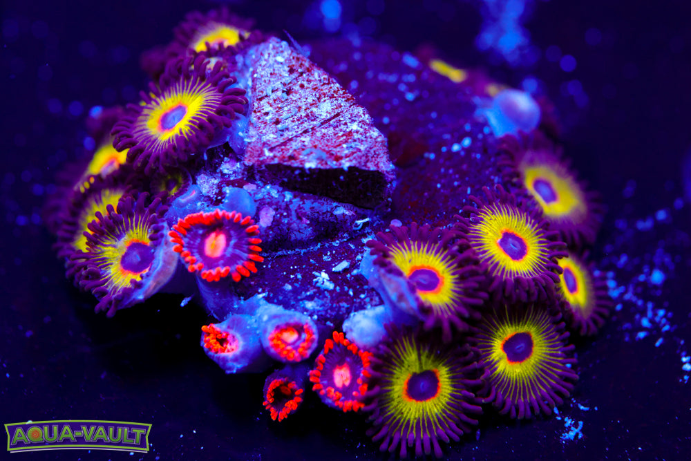 Bob Marley + Snitches Zoa 1