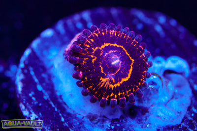 OG Stratosphere Zoa