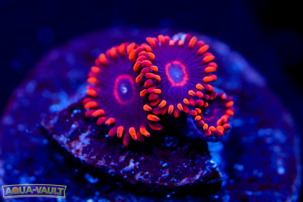 Red Hornet Zoa