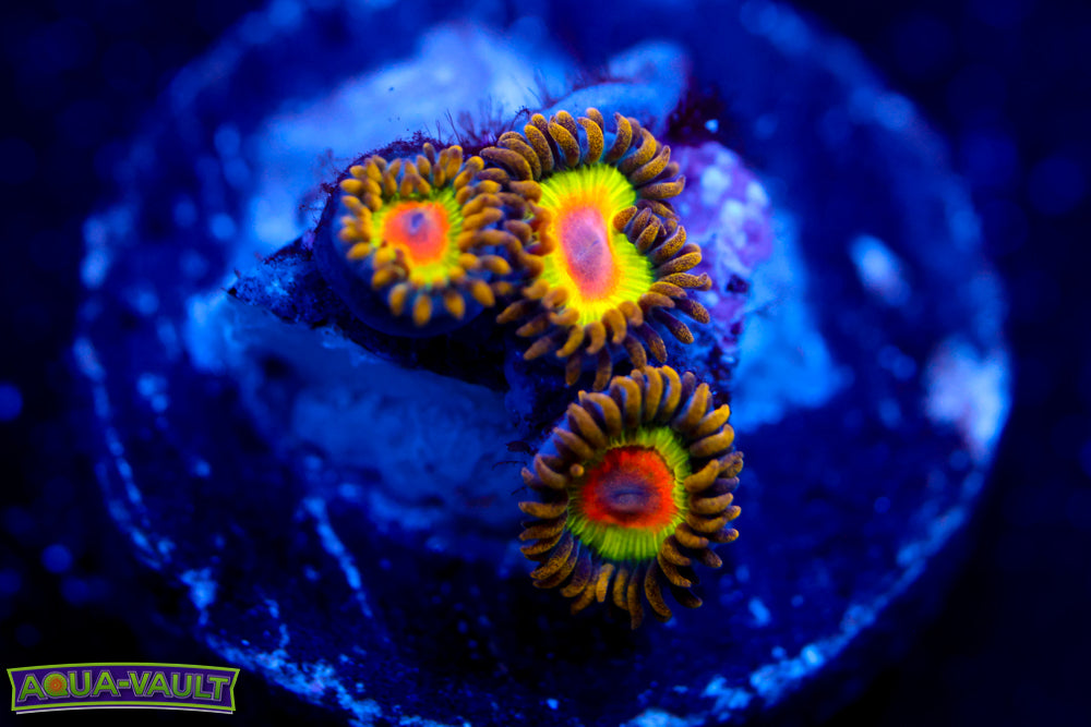 Rasta Zoa