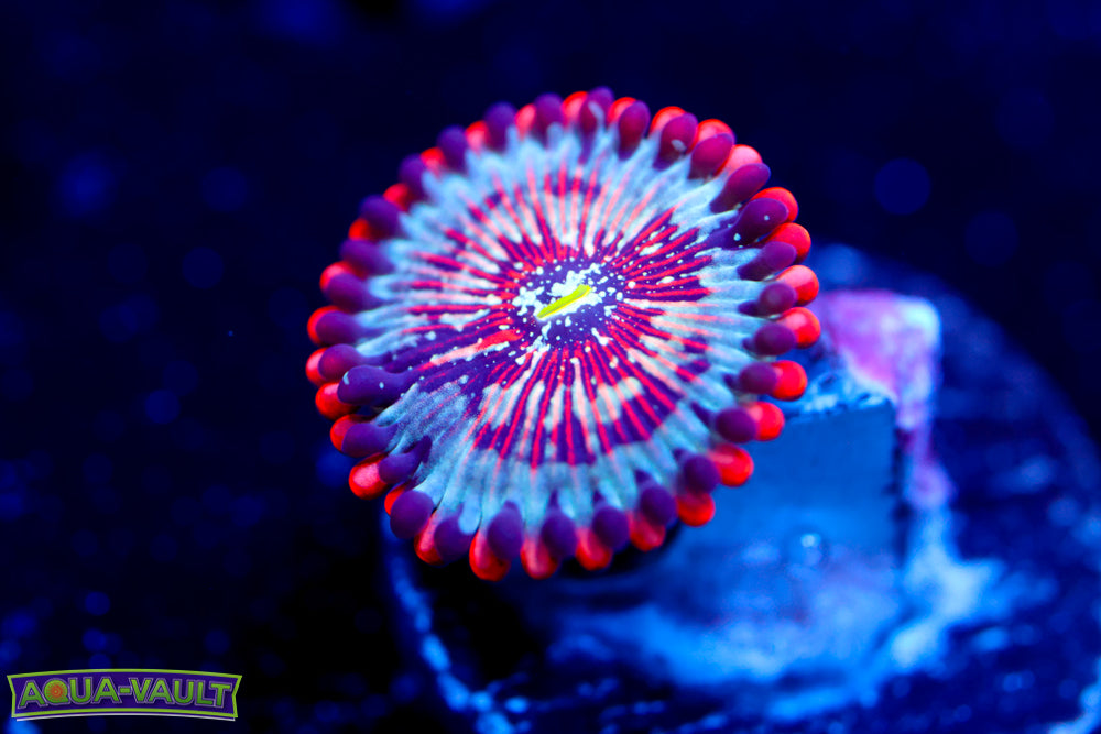 White Zombie Zoa