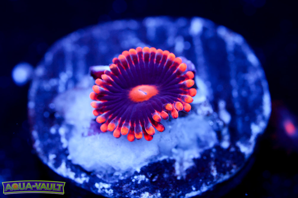 Venom X Zoa (collector rare) $$$$