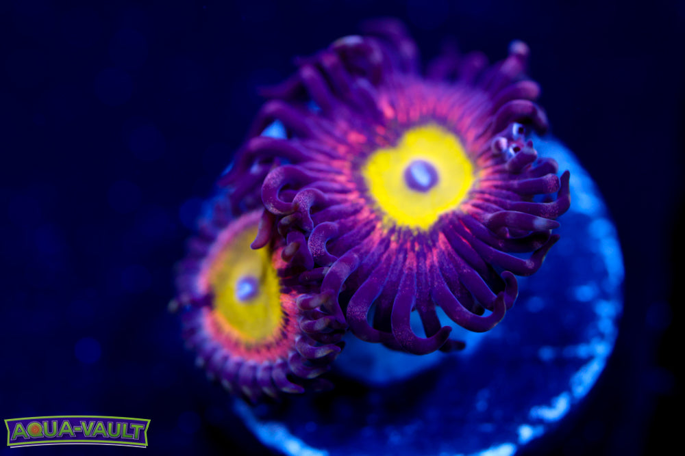 Pink Hippo Zoa