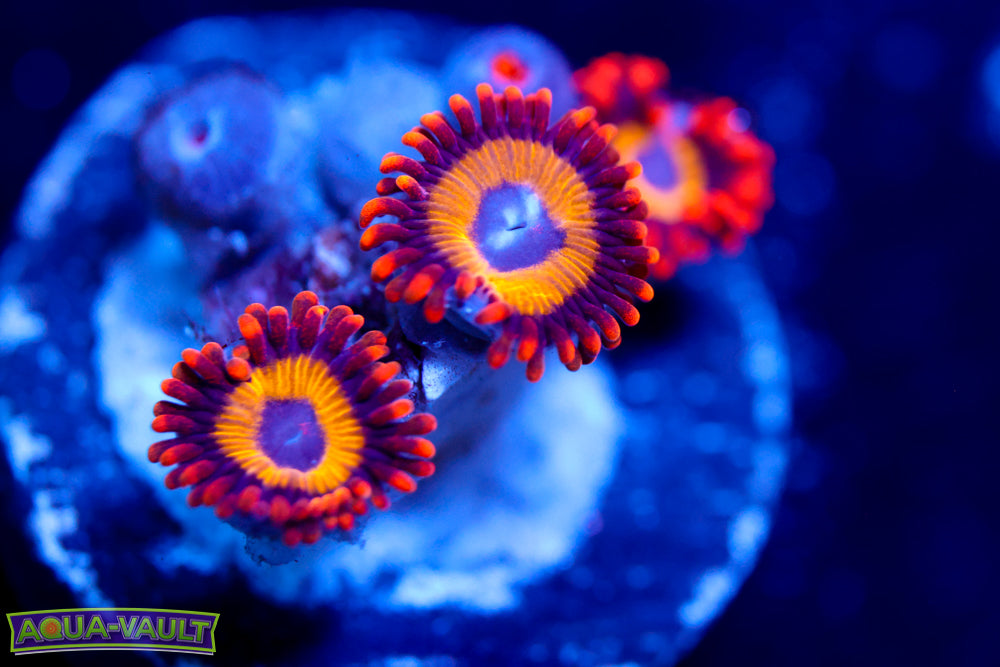 Fruit Loops Zoa