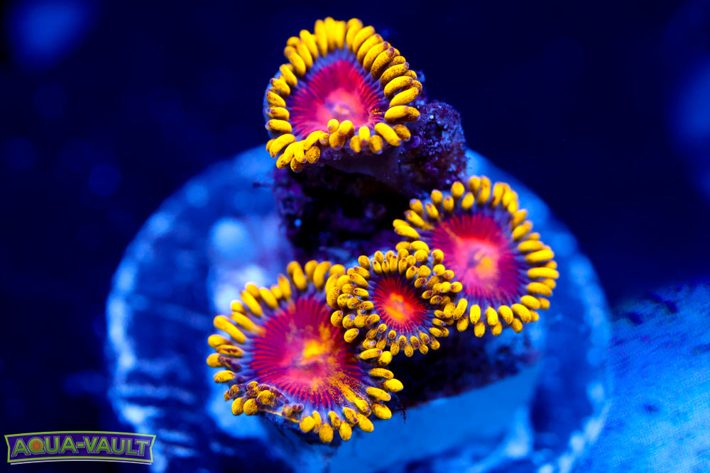CC Super Saiyan Zoa