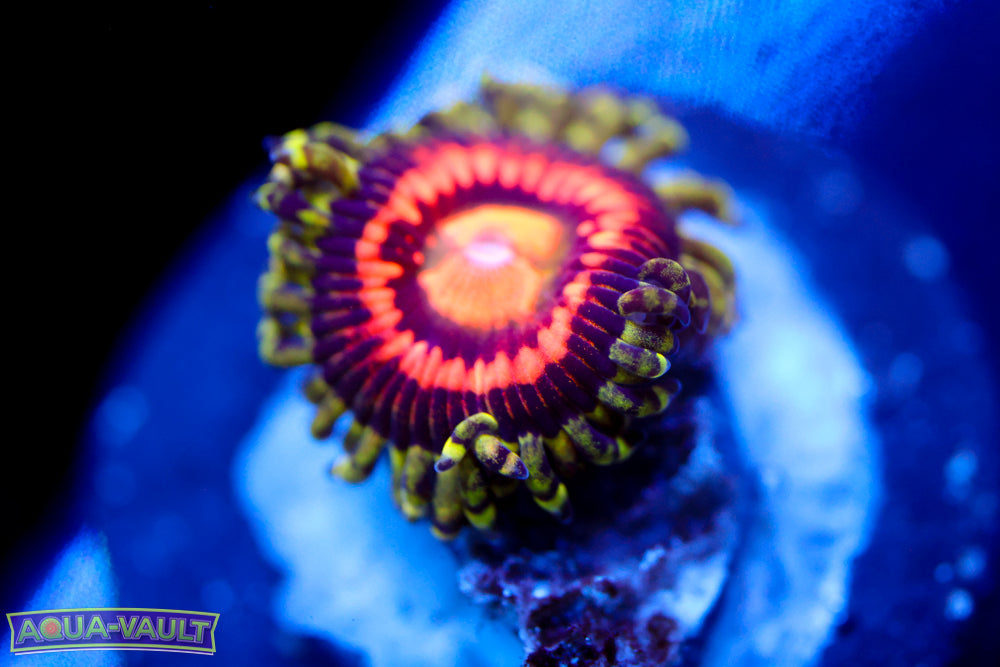 Rainbow Incinerator Zoa