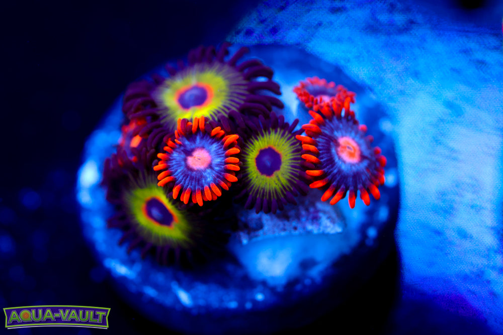 Bob Marley + Snitches Zoa 2