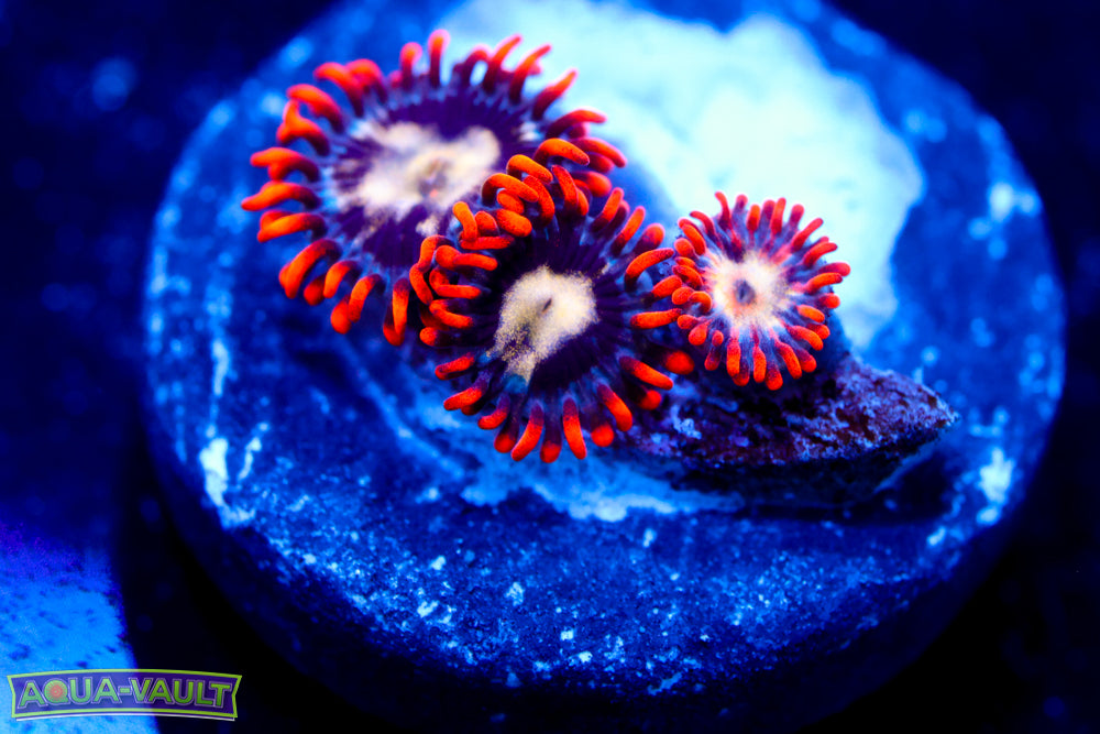 Firecracker Zoa