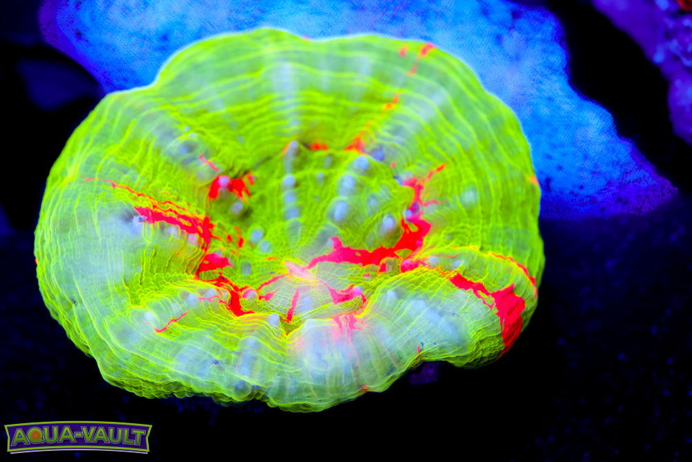 Bleeding Apple Scoly Small