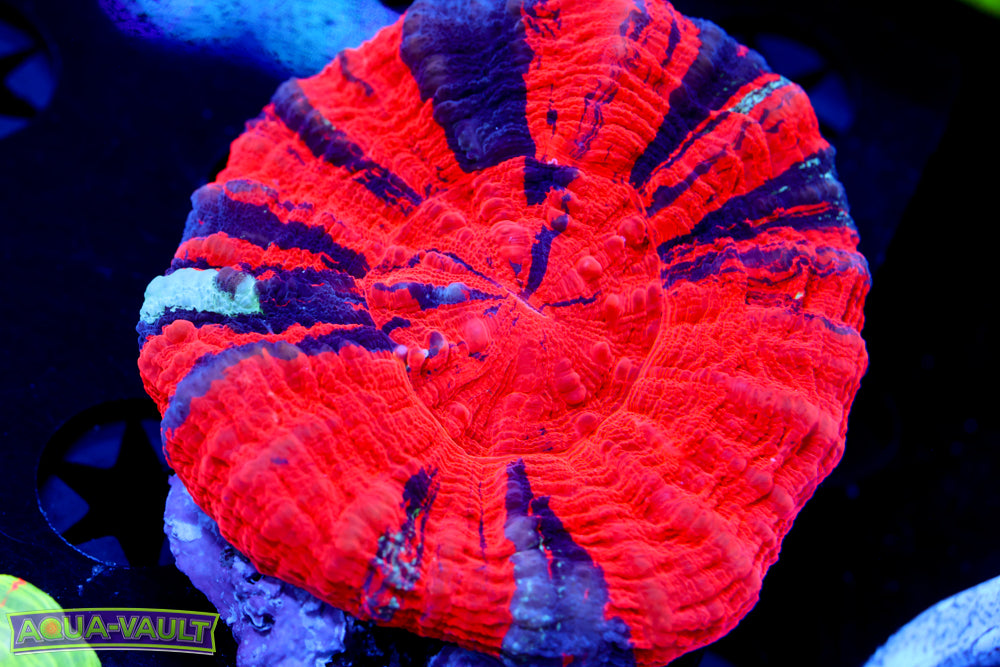 Reverse Warpaint Scoly Large