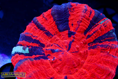 Reverse Warpaint Scoly Large