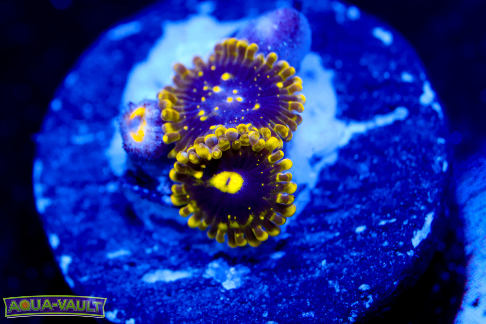 Exosphere Zoa $$$$