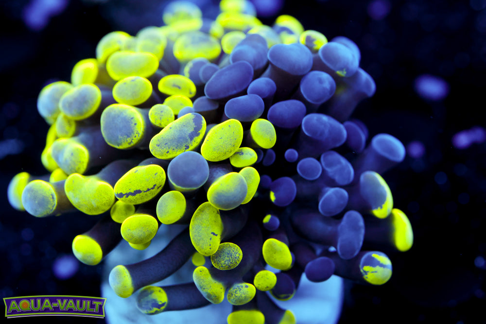 Bicolor Splatter Hammer