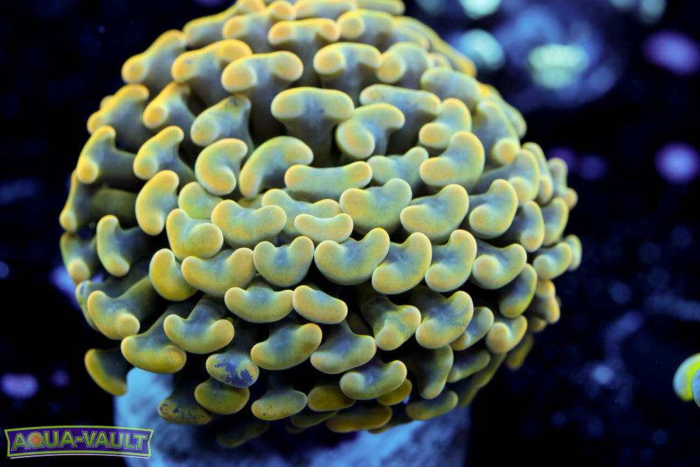 Splatter Gold Branching Hammer