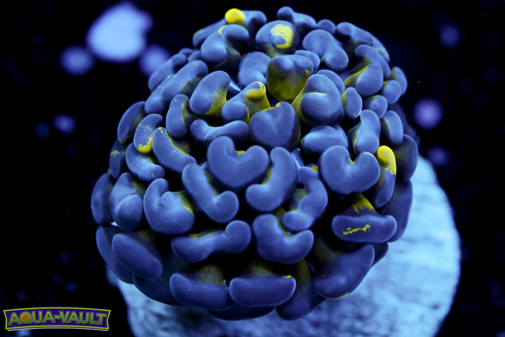 Green Stem Ultra Hammer