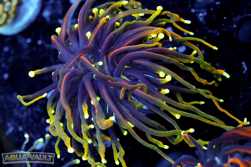 Ultra Dragon Soul Torch