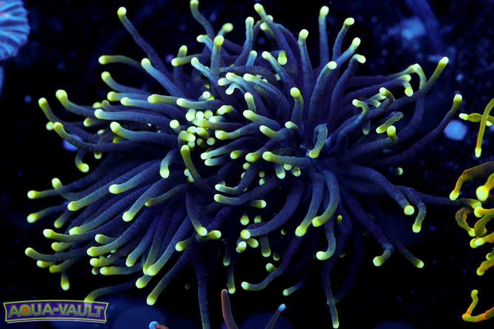 Green Tip Double Head Torch