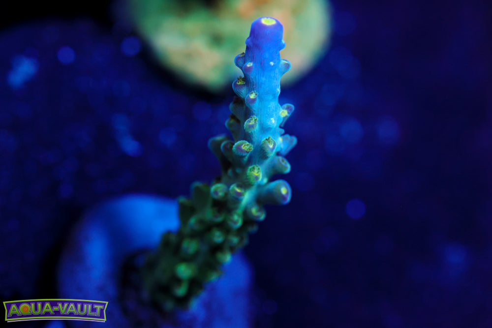 Tricolor Valida Acro