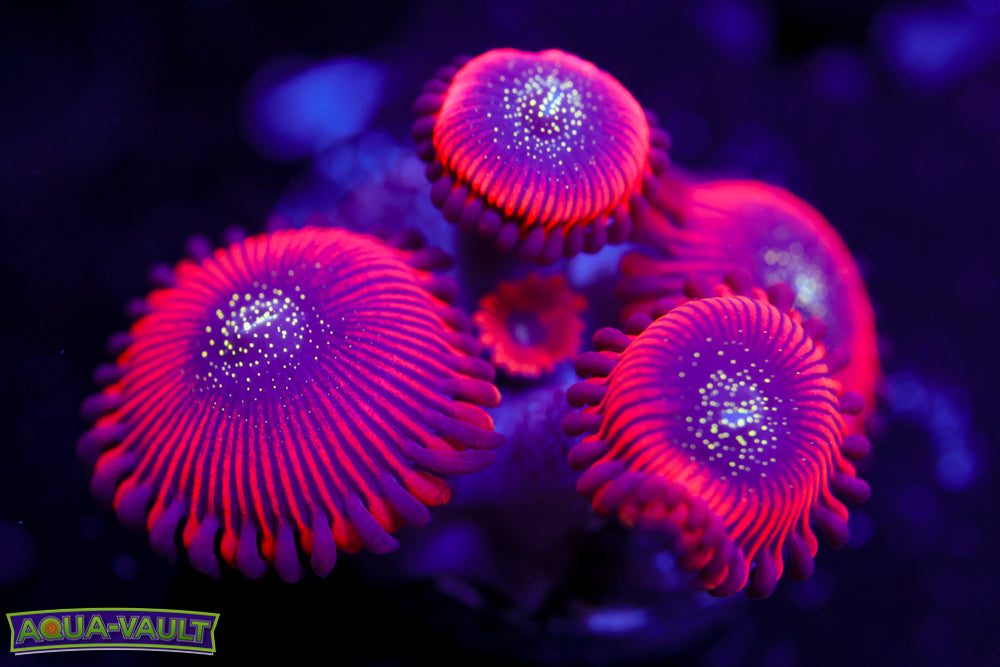 Magician Zoa 1
