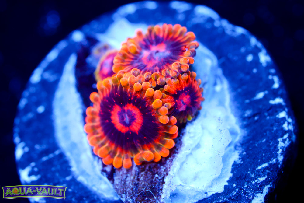 Mind Trick Zoa 2