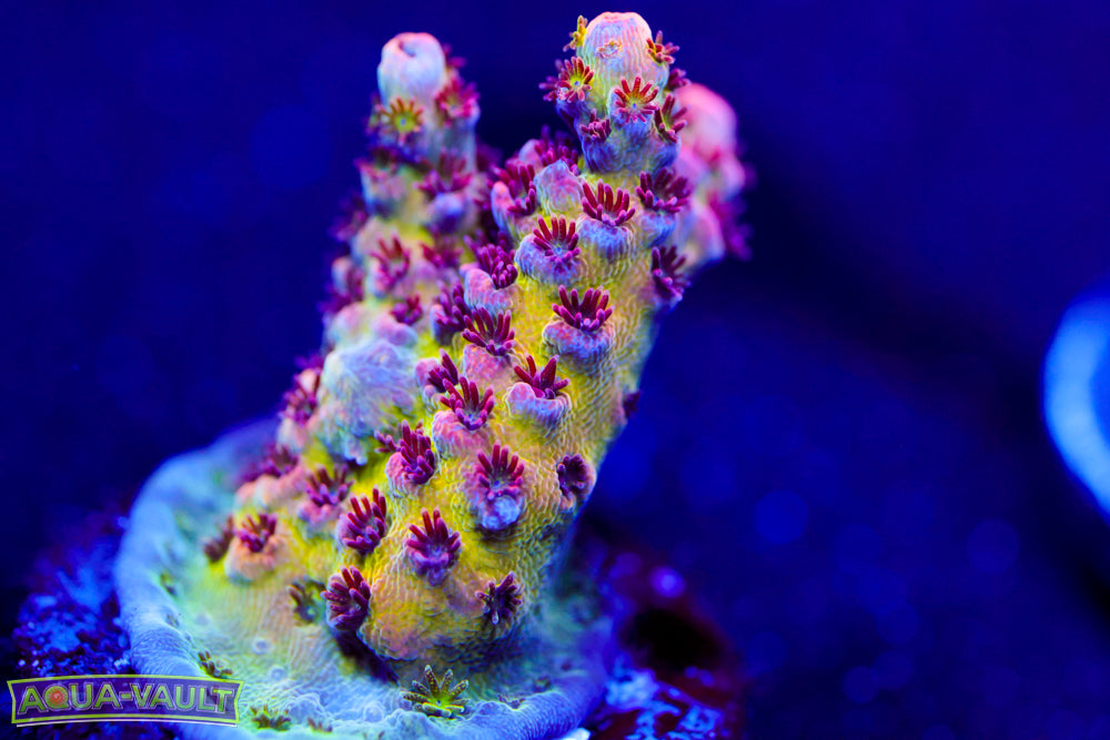 TSA Princess Peach Acro