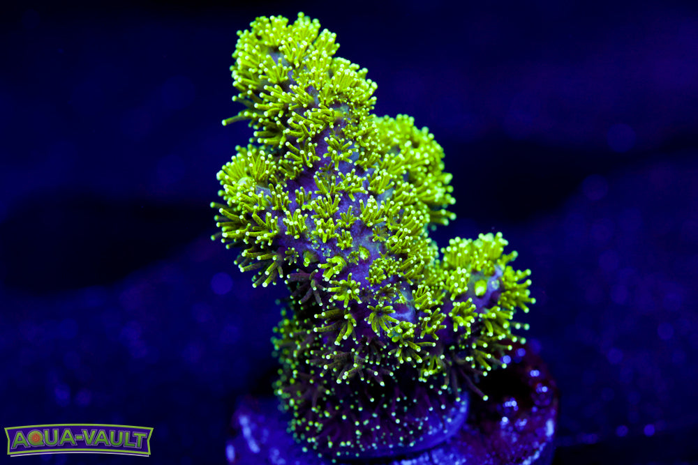 Radioactive Pocillopora 1