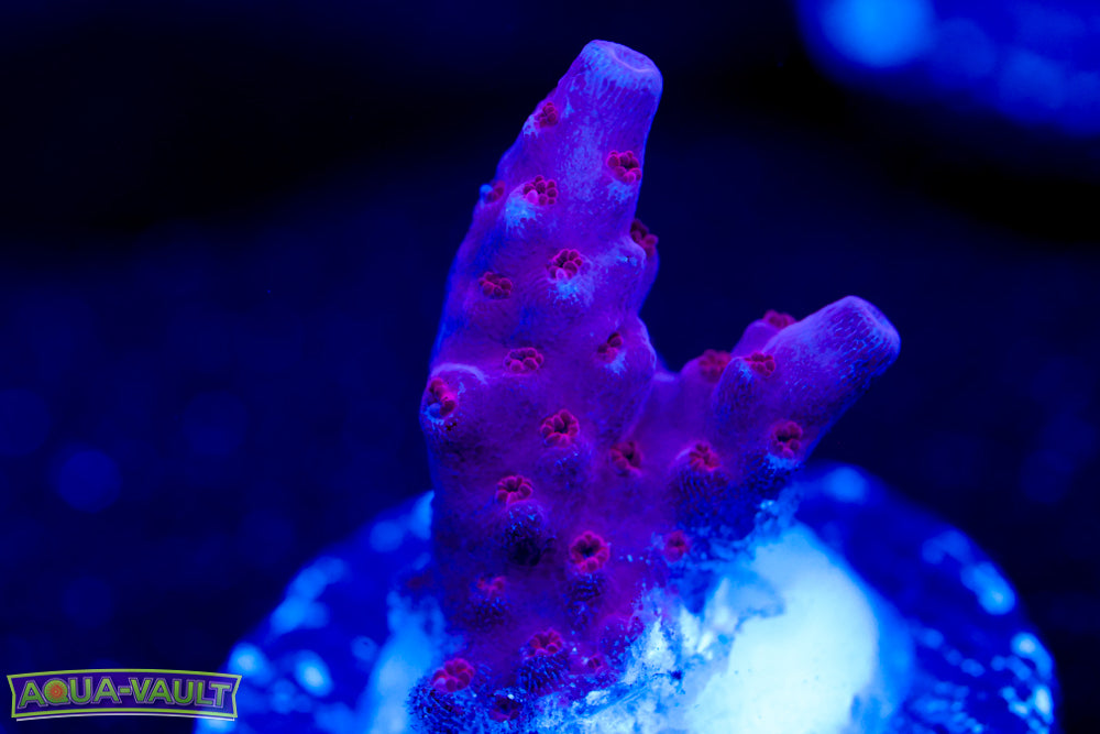 BC Space Laser Acro 3