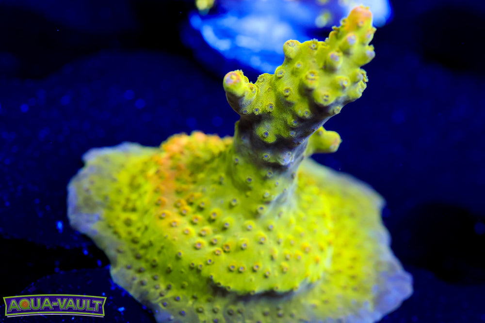 GB Shock Tart Acro 2