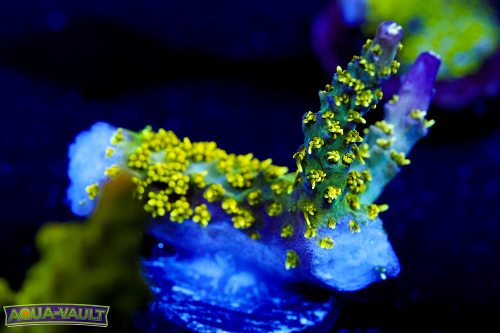 CV Golden God Acro 1