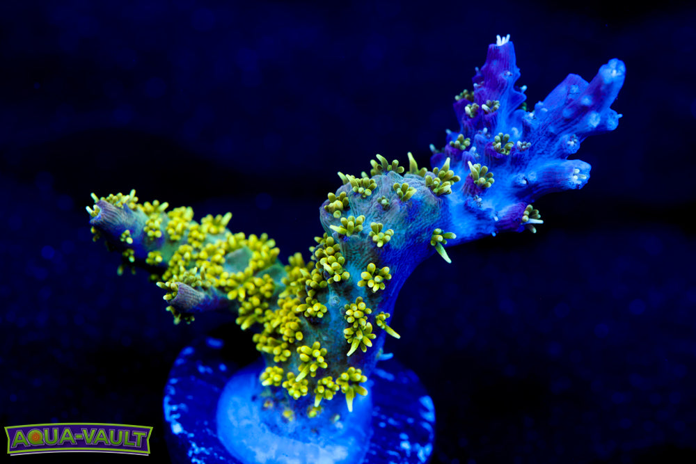 CV Golden God Acro 2