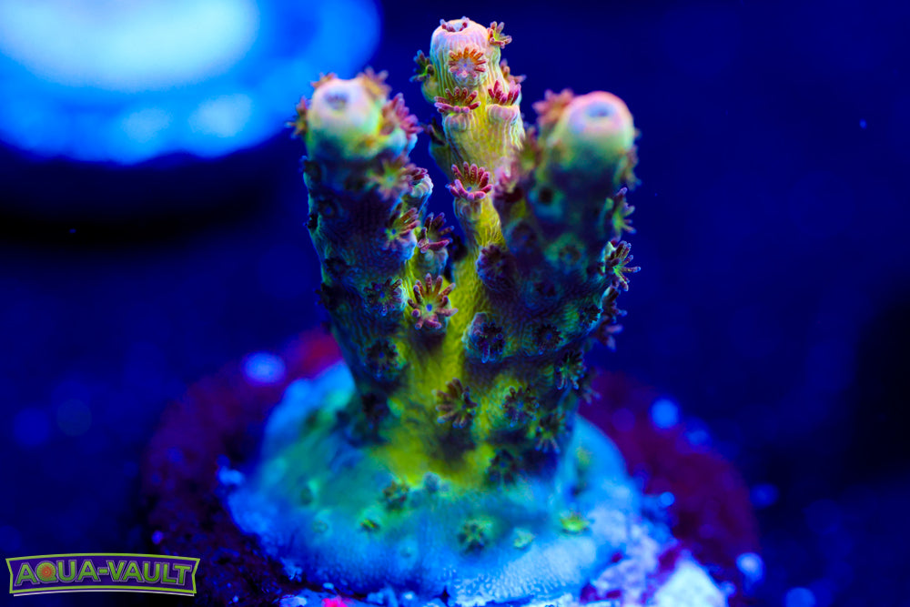 WWC Heart Breaker Acro