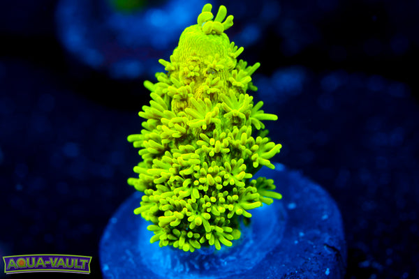 CV Hulk Acro