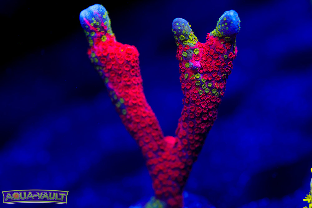 WWC Contraband Digitata 1