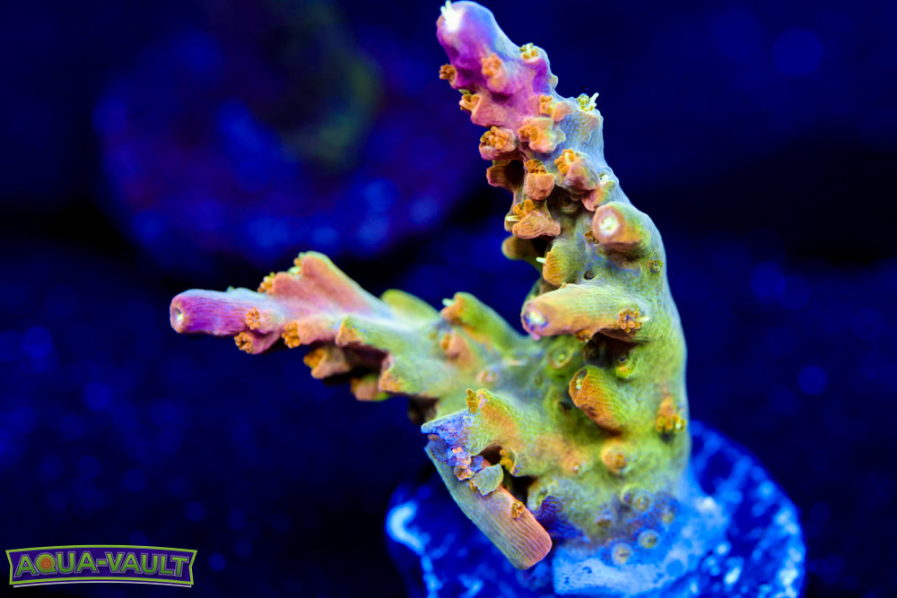 RR Rainbow Loom Acro