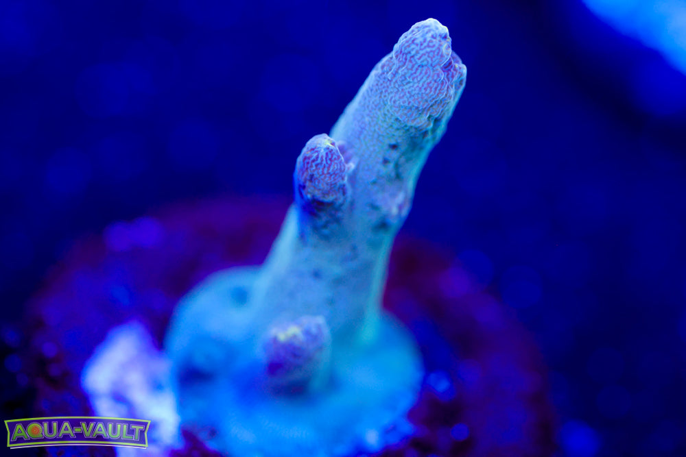 WWC Purple Candle Acro 1