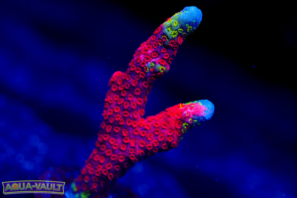 WWC Contraband Digitata 3