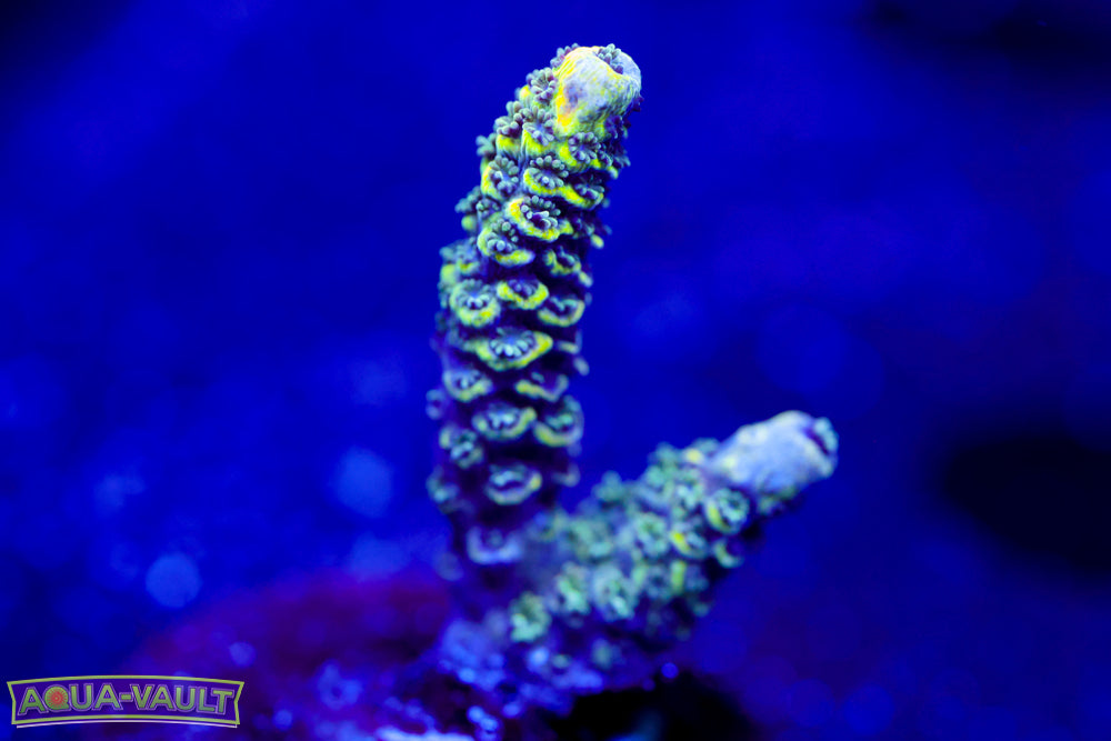 BC Conveyor Belt Flesh Dunce Acro 1