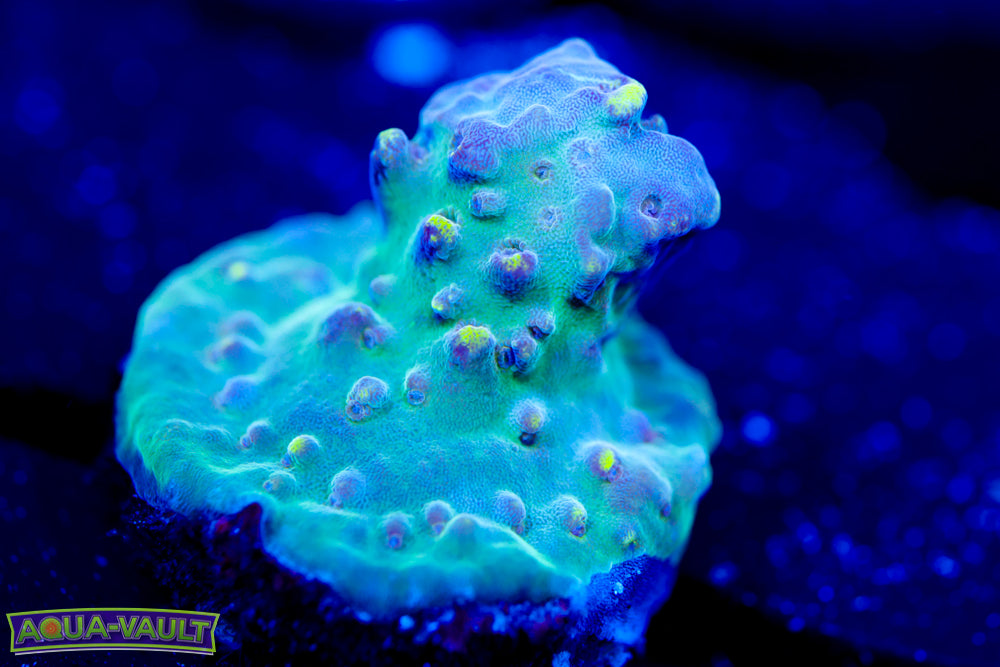 Raising Reef Blue Thunder Nub 2