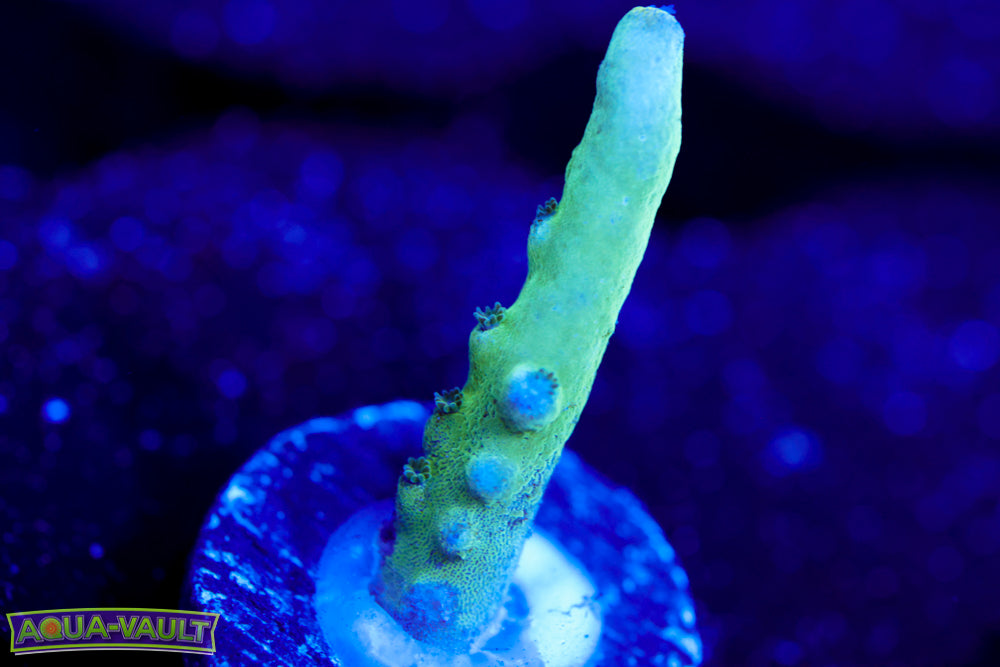 Raising Reef Blue Thunder Acro 1